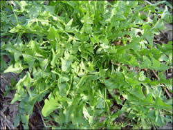 Staude noch ohne Blüten