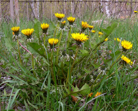 Loewenzahn in Blüte