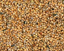 Exoten-Finkenstandart