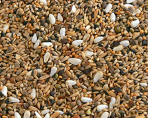 Großsittich ohne Sonnenblumen