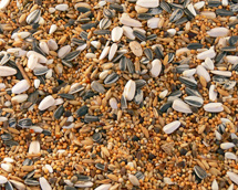 Großsittich Standart