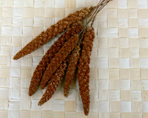 Kolbenhirse Eigenanbau