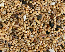 Agaporniden-Neophema-Standart