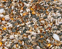 Papageien Züchtermischung