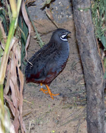 Chinesische Zwergwachtel