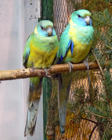 1,1  Cloncurrysittich