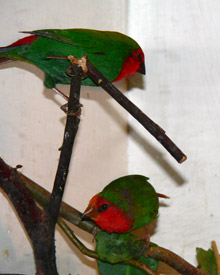 Rotkoepfige Papageiamadine