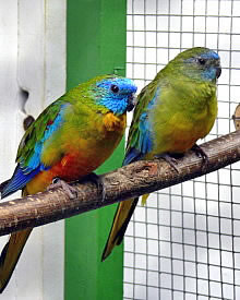 Schönsittich rotbäuchig